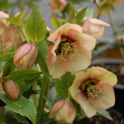 Helleborus Winter Jewels® 'Apricot Blush' - Hellebore (1 Gallon)