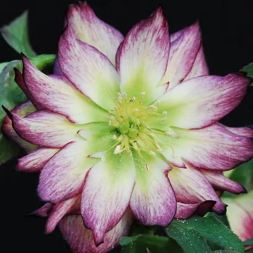 Helleborus Winter Jewels® 'Rose Quartz' - Hellebore (1 Gallon)
