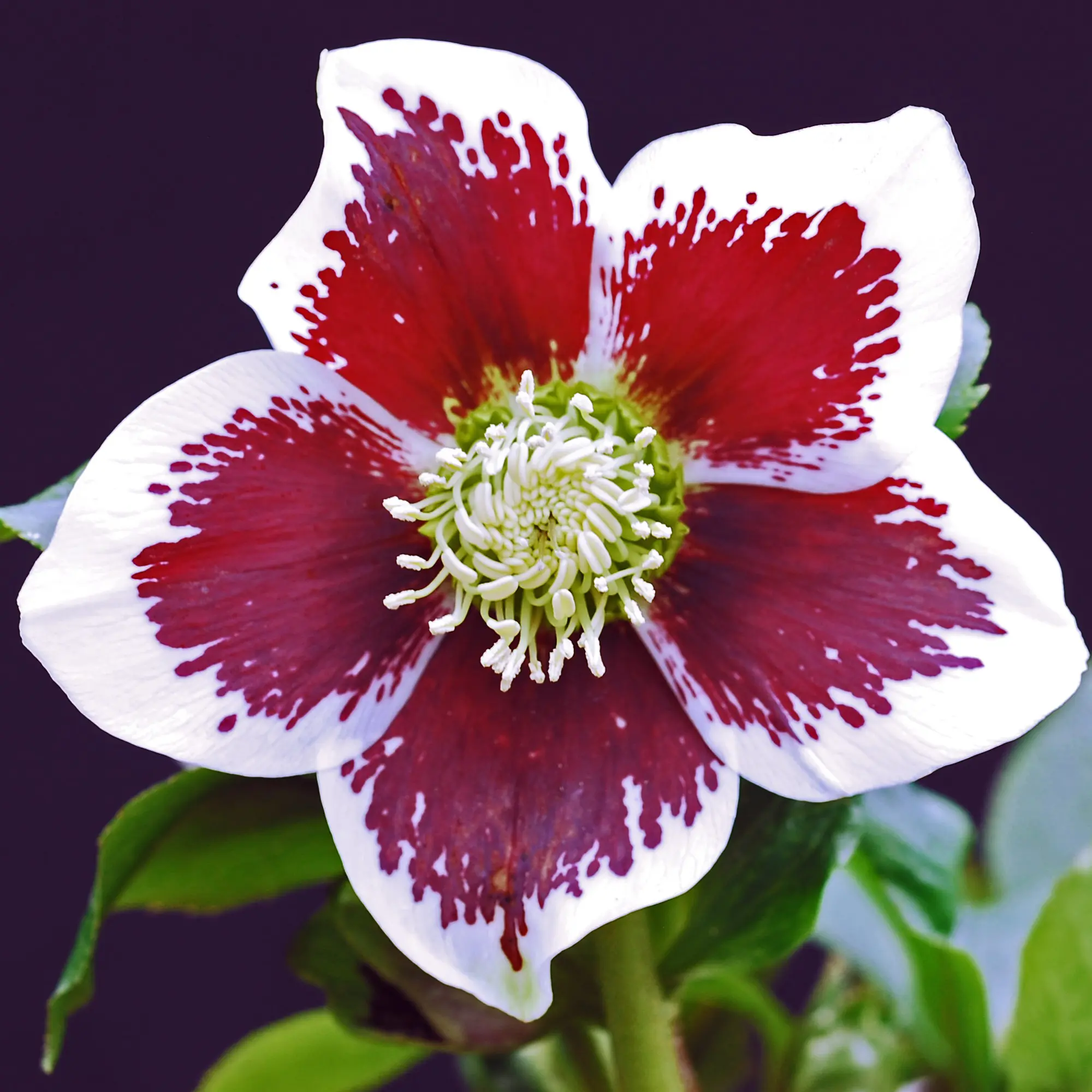 Helleborus Winter Jewels® 'Painted' - Hellebore (1 Gallon)