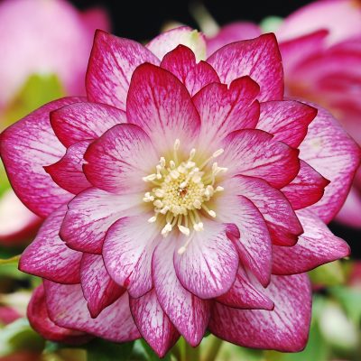 Helleborus Winter Jewels® 'Peppermint Ice' - Hellebore (1 Gallon)