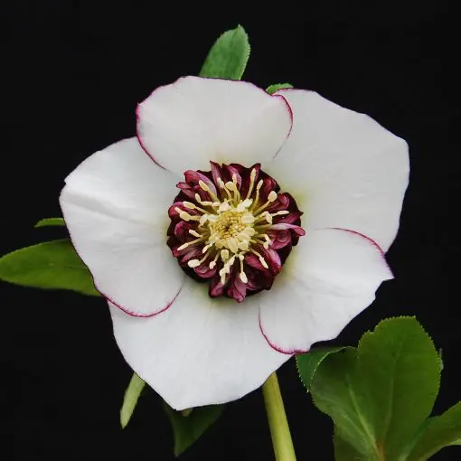 Helleborus Winter Jewels® 'Picotee Pearl' - Hellebore (1 Gallon)