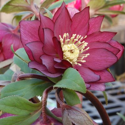 Helleborus Winter Jewels® 'Red Sapphire' - Hellebore (1 Gallon)