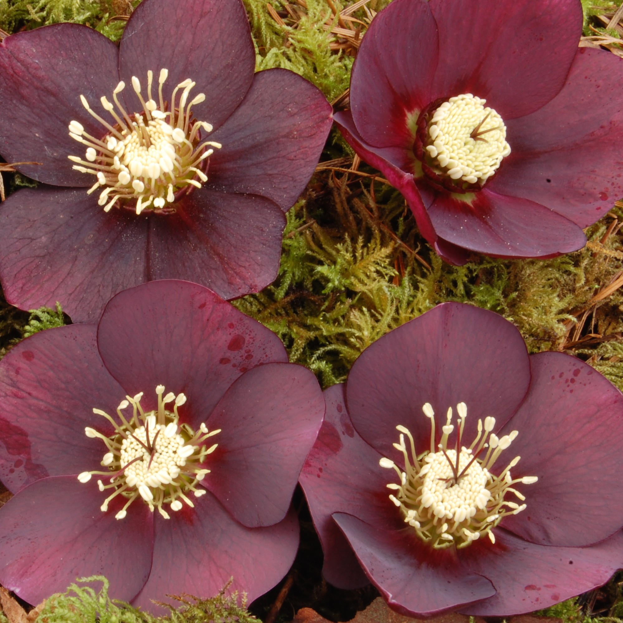 Helleborus Winter Jewels® 'Ruby Wine' - Hellebore (1 Gallon) - Image 6