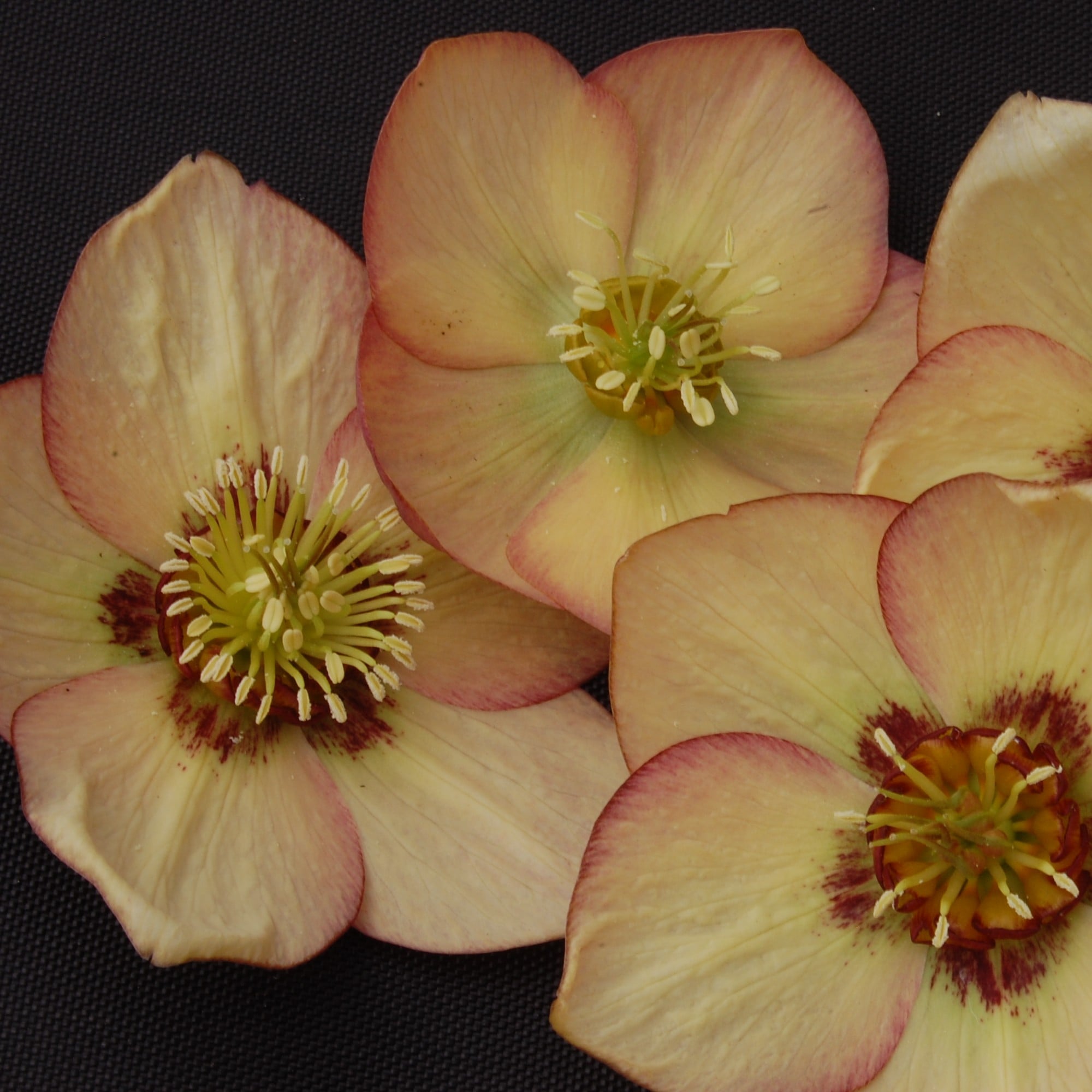 Helleborus Winter Jewels® 'Apricot Blush' - Hellebore (1 Gallon) - Image 7