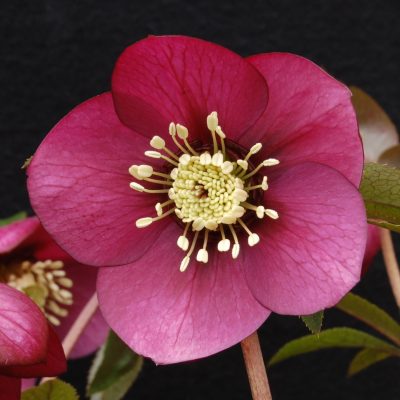 Helleborus Winter Jewels® 'Ruby Wine' - Hellebore (1 Gallon)
