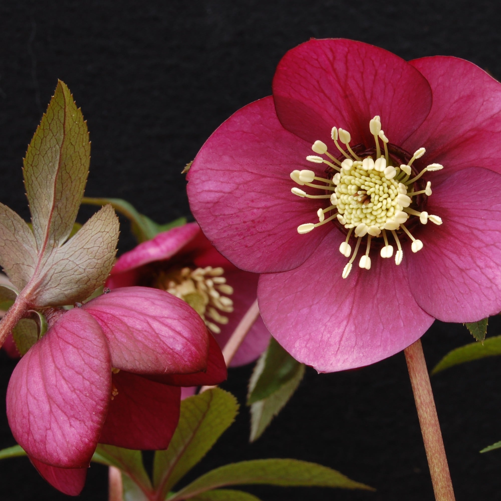 Helleborus Winter Jewels® 'Ruby Wine' - Hellebore (1 Gallon) - Image 2