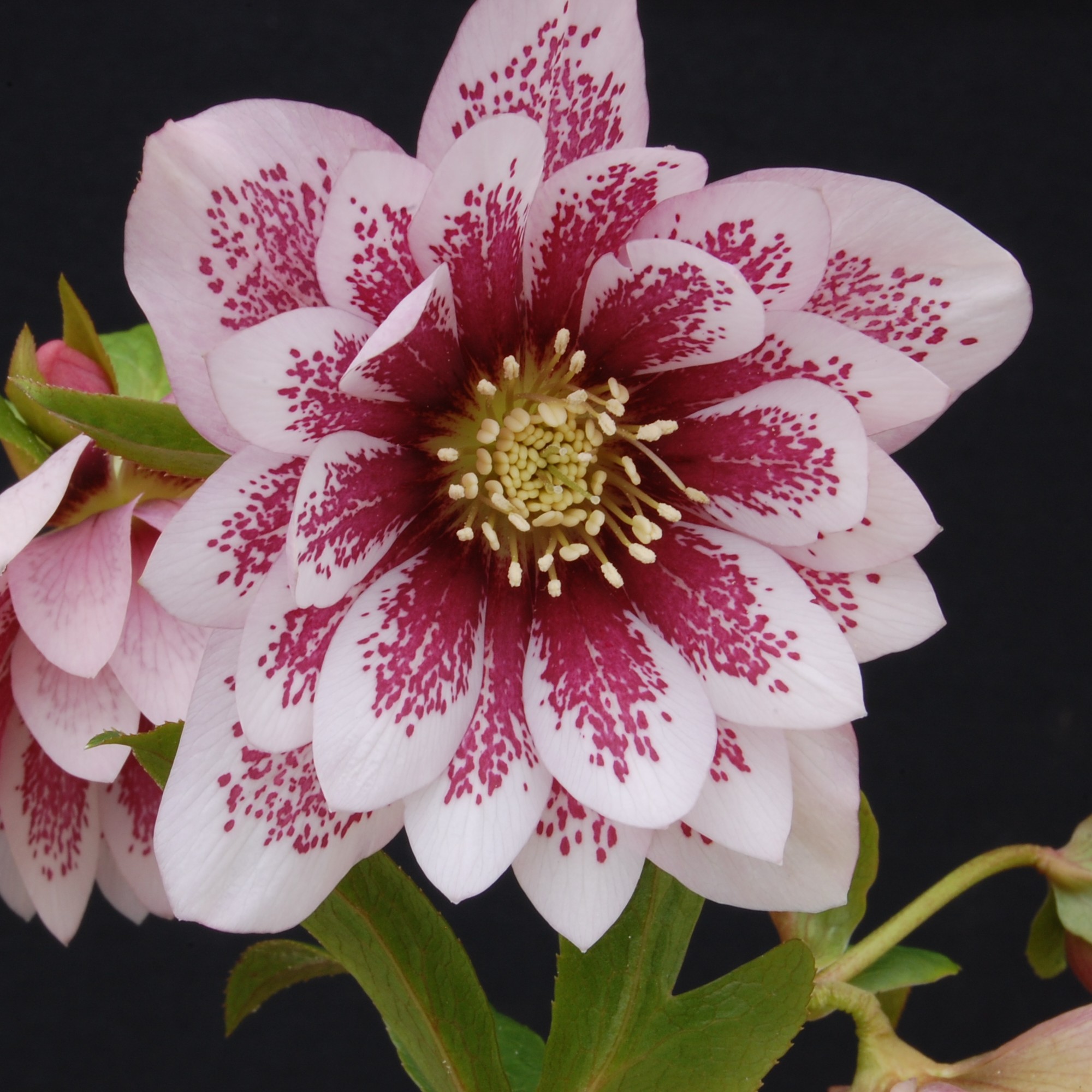 Helleborus Winter Jewels® 'Double Painted' - Hellebore (1 Gallon) - Image 4