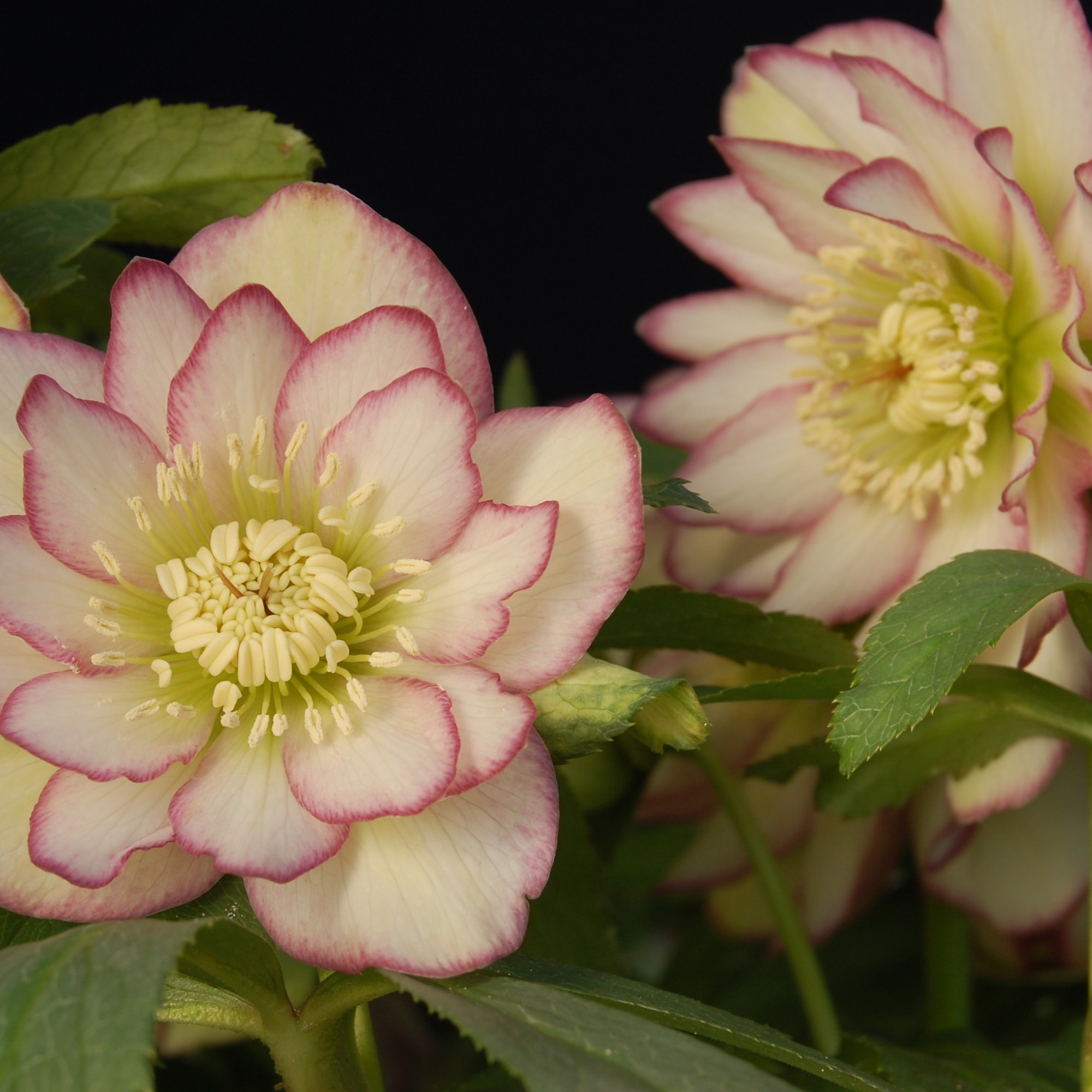 Helleborus Winter Jewels® 'Rose Quartz' - Hellebore (1 Gallon) - Image 6