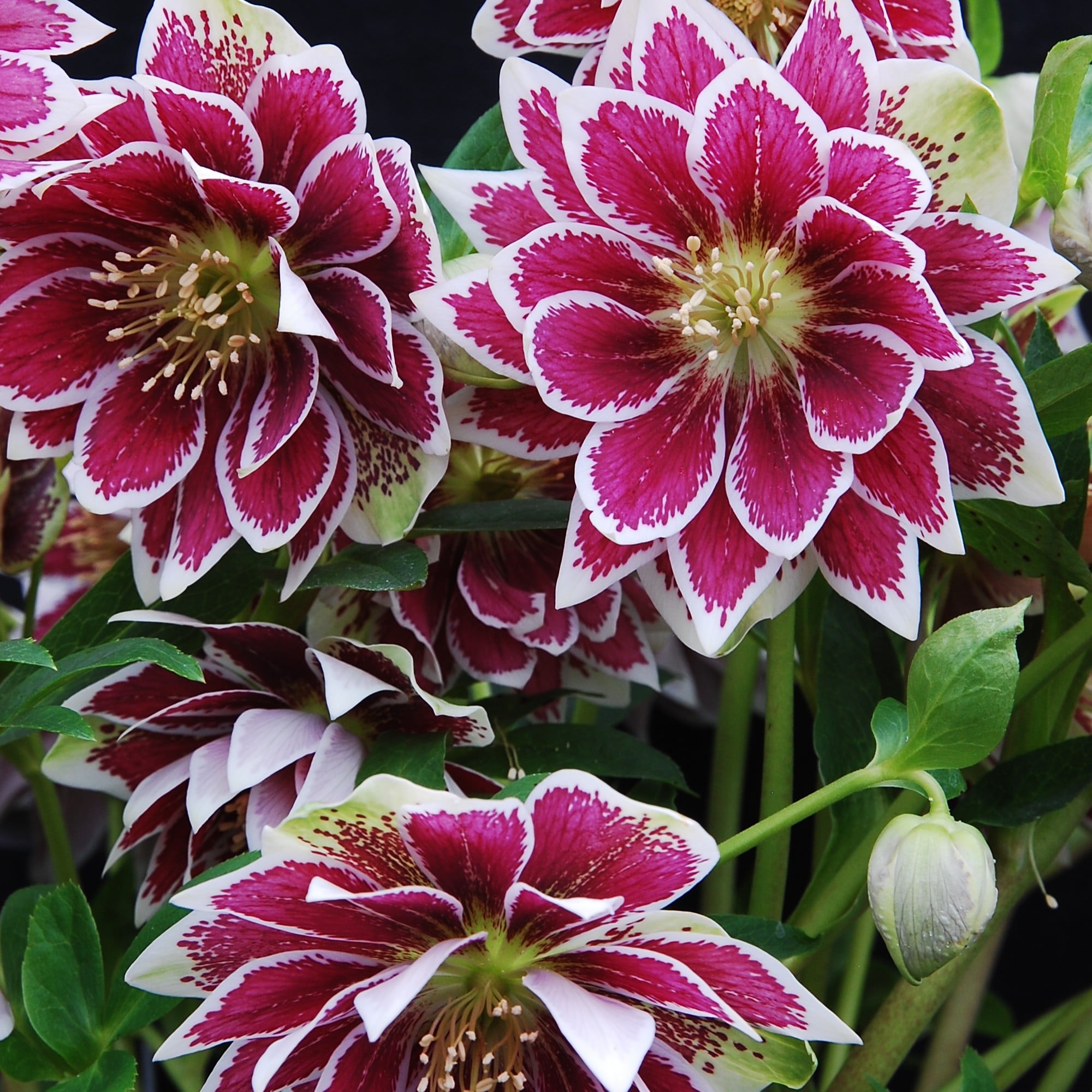 Helleborus Winter Jewels® 'Double Painted' - Hellebore (1 Gallon) - Image 5