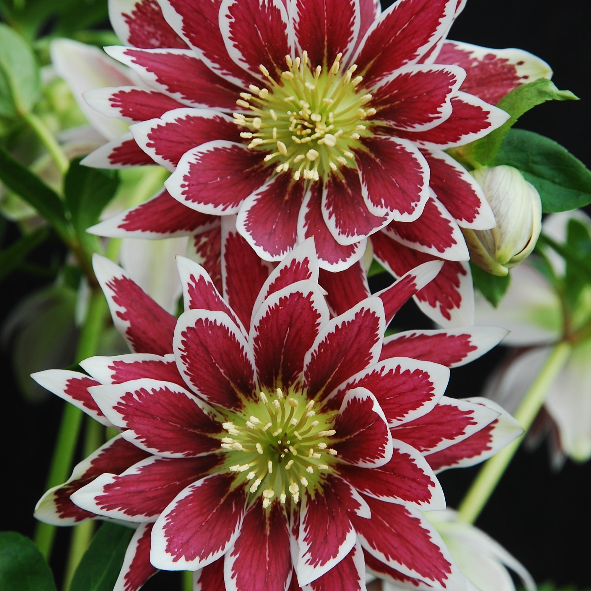 Helleborus Winter Jewels® 'Double Painted' - Hellebore (1 Gallon) - Image 6