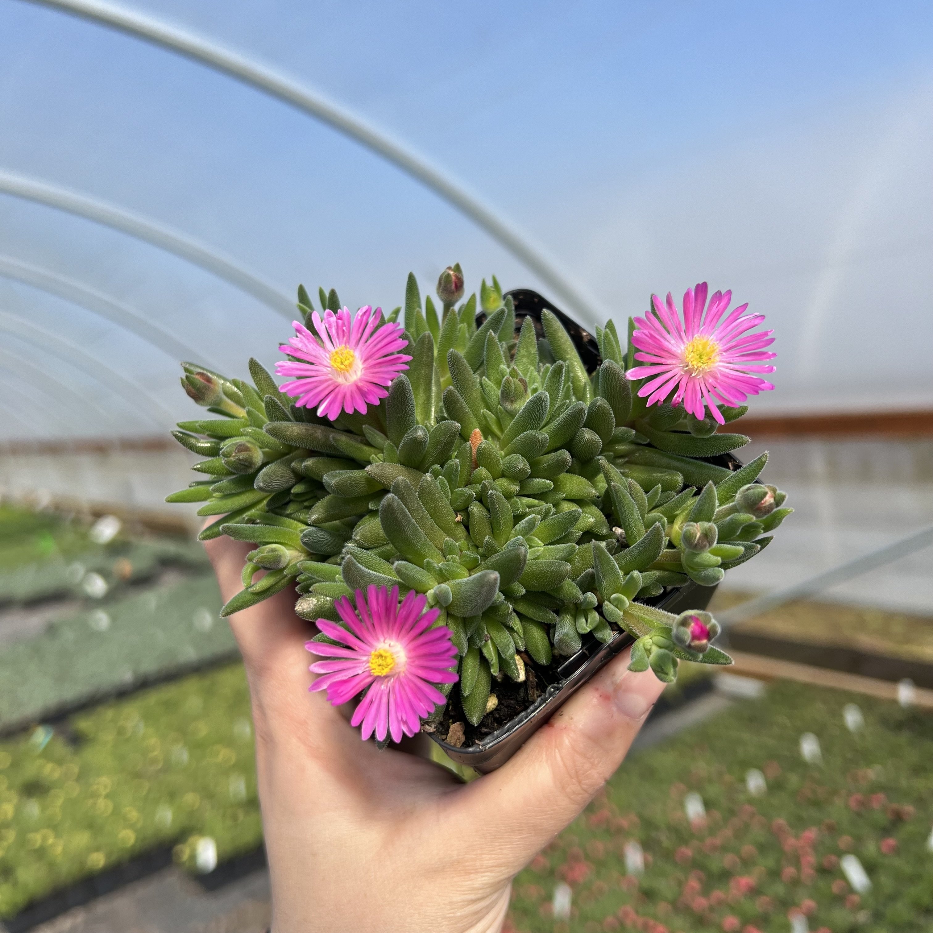 Delosperma 'Jewel of Desert Candystone' - Ice Plant (3.5" Pot) | Little  Prince of Oregon Nursery