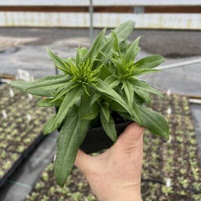 Dianthus barbatus Barbarini® Purple Picotee - Sweet William (4" Pot)