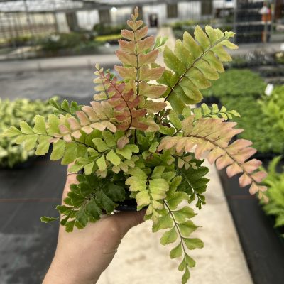 Didymochleana truncatula - Mahogany Fern (4.5" Pot)