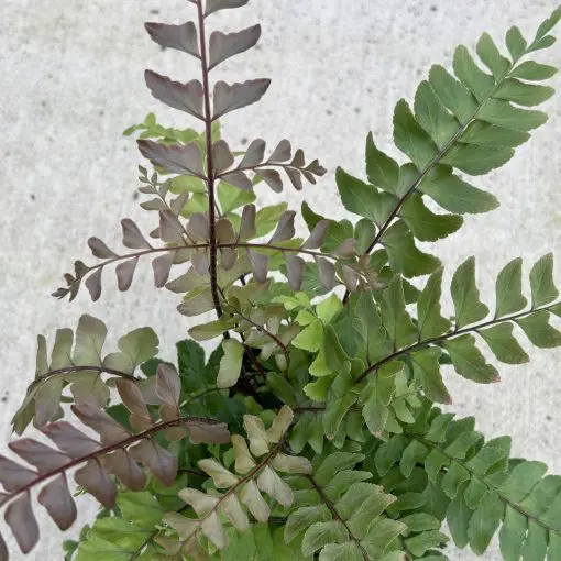 Didymochleana truncatula - Mahogany Fern (4.5