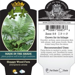 Dryopteris atrata - Shaggy Wood Fern (3.5" Pot) - Image 7