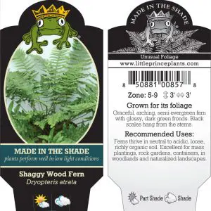 Dryopteris atrata - Shaggy Wood Fern (3.5