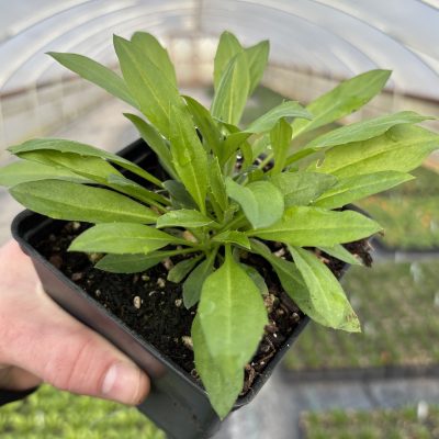 Erysimum 'Canaries Yellow' - Wallflower (4" Pot)