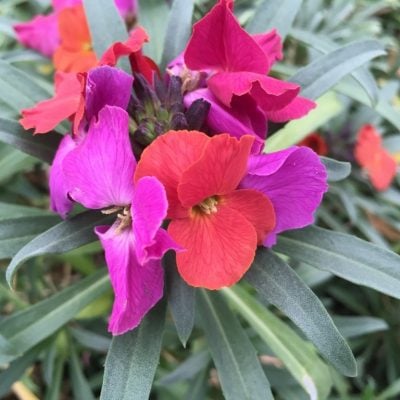 Erysimum 'Winter™ Orchid' - Wallflower USPP (4.5" Pot)