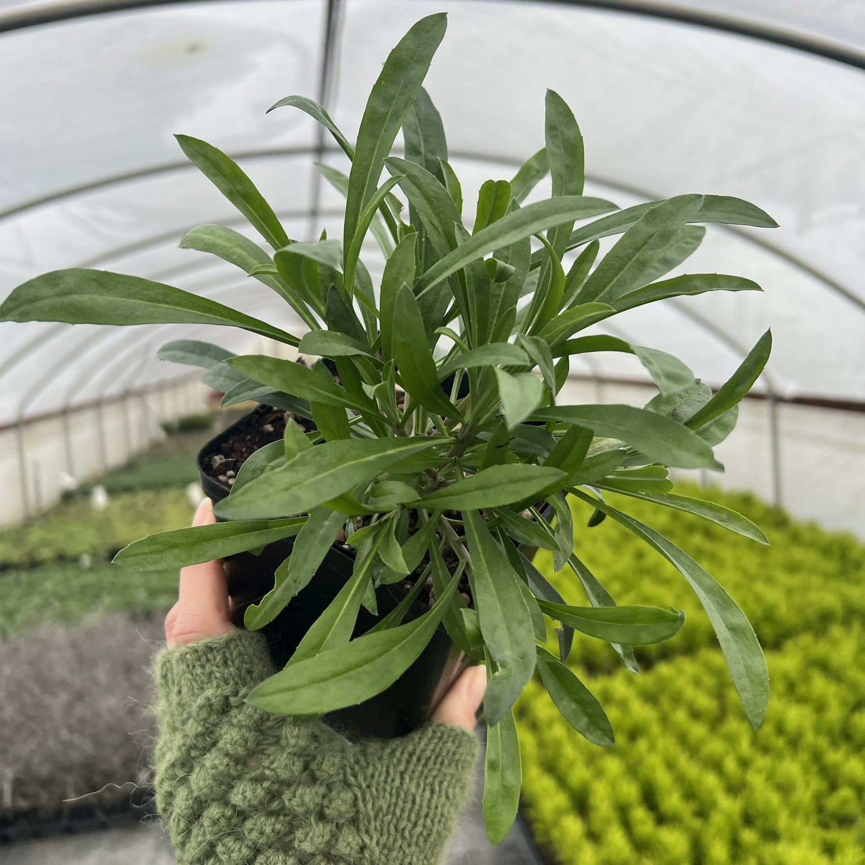 Erysimum 'Winter™ Sorbet Improved' - Wallflower USPP (4.5" Pot) - Image 2