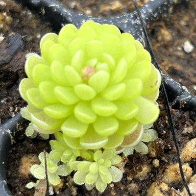 Pinguicula esseriana hybrid - Butterwort Carnivorous Plant (2" Pot)