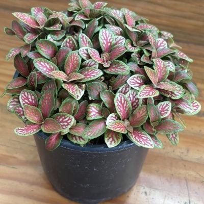 Fittonia 'Jade' - Nerve Plant (4.5" Pot)