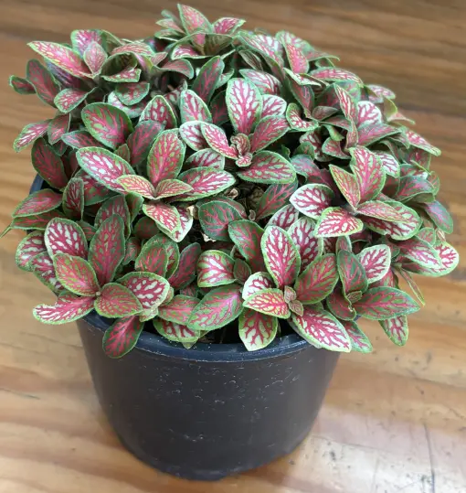 Fittonia 'Jade' - Nerve Plant (4.5" Pot) | Little Prince of Oregon Nursery