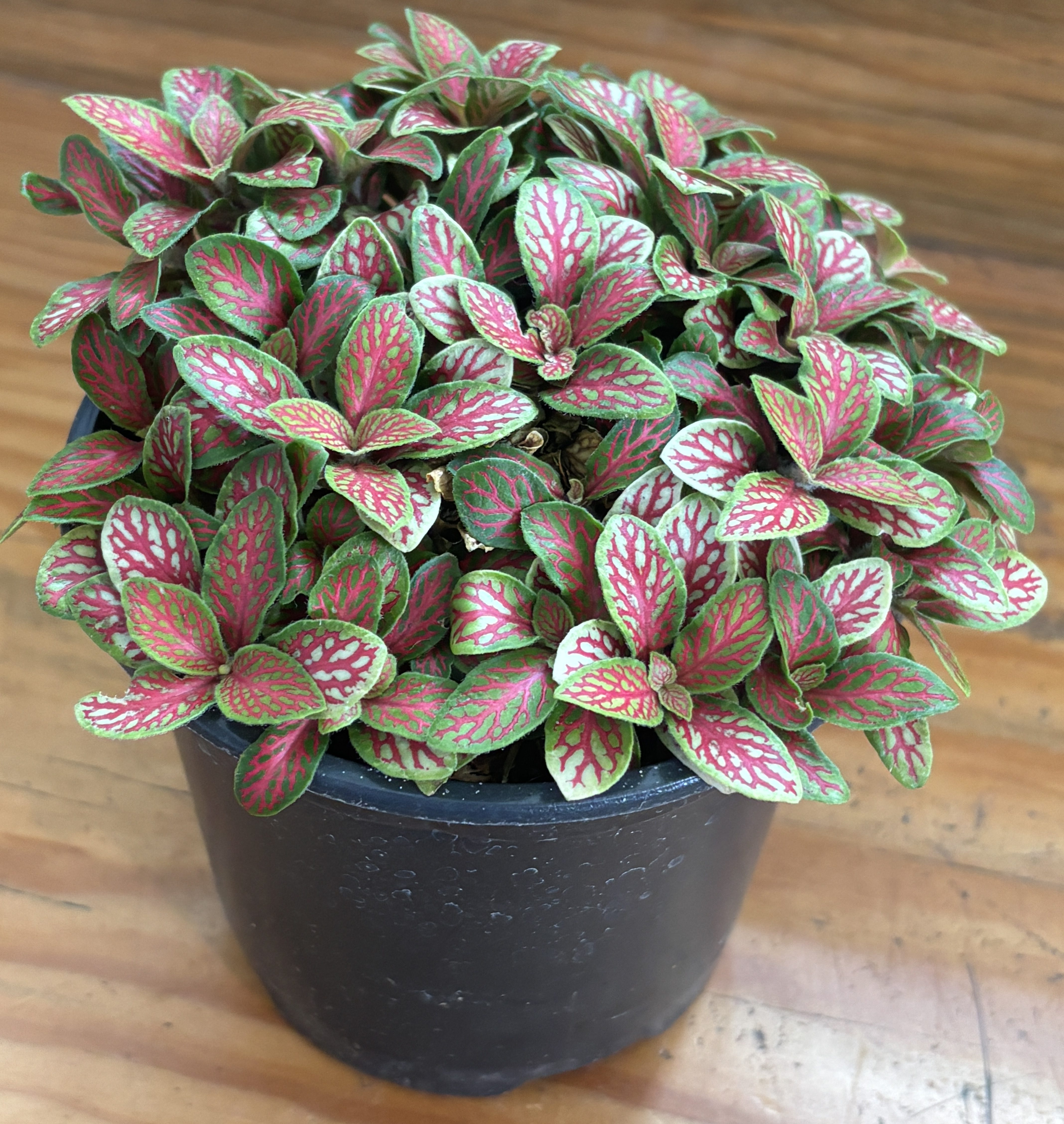 Fittonia 'Jade' - Nerve Plant (4.5" Pot)