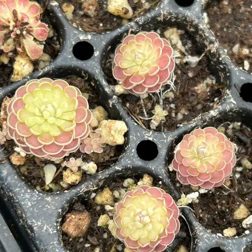 fuzzy succulent plant Fuzzy Crassula congesta - 2 inch main image 0