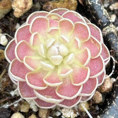 Pinguicula 'Florian' - Butterwort Carnivorous Plant (2" Pot)