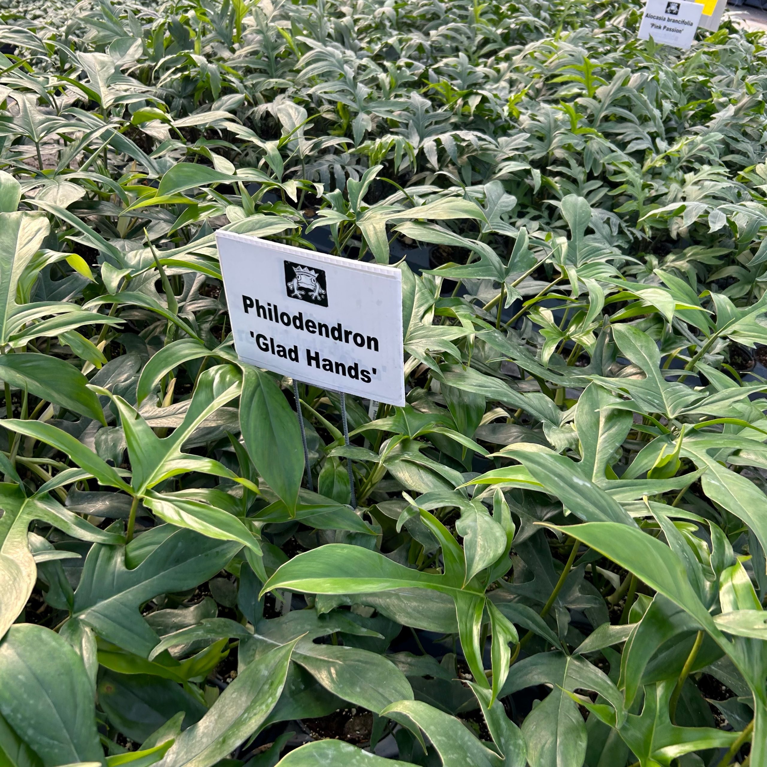Philodendron 'Glad Hands' (4.5" Pot) | Little Prince of Oregon Nursery