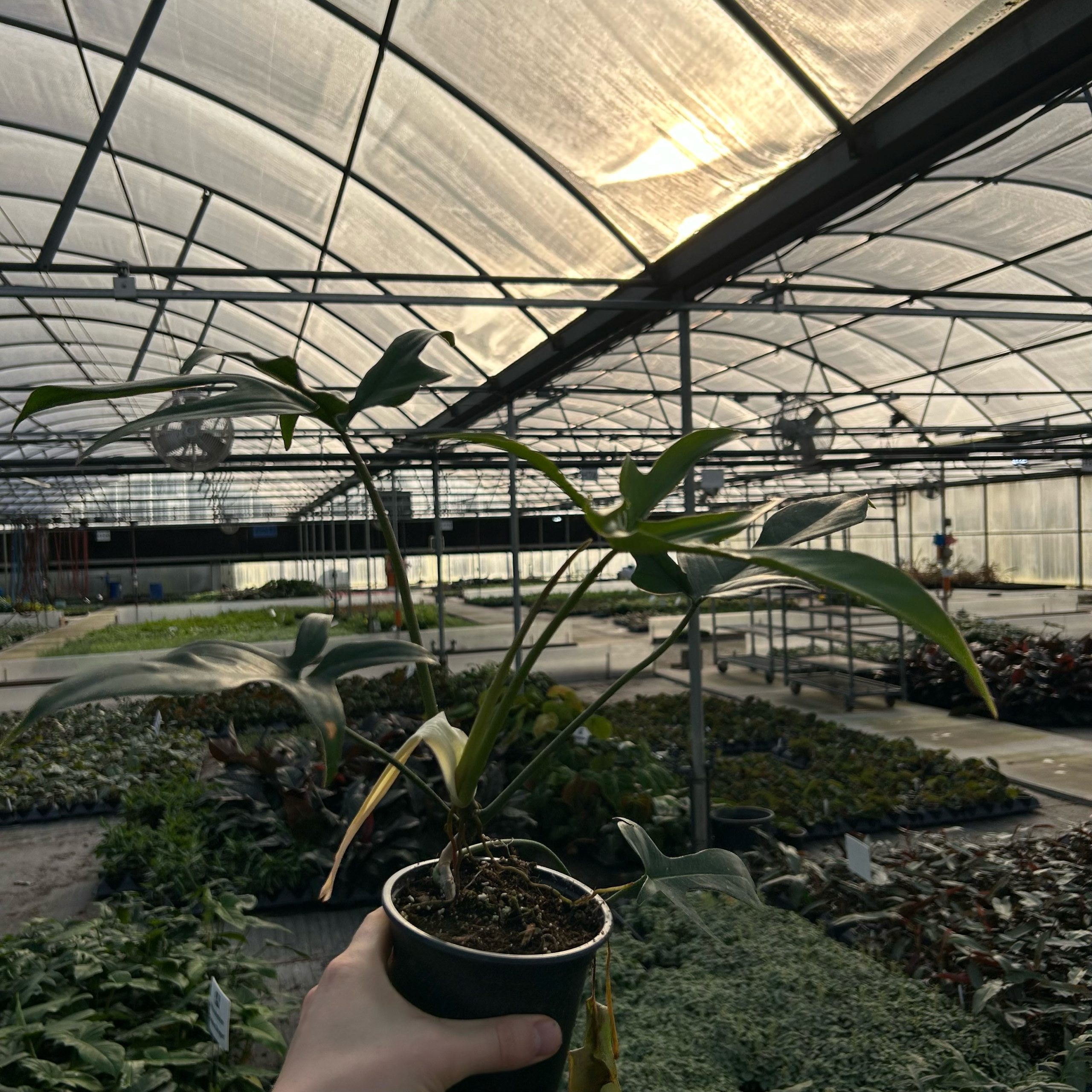 tischläufer monstera Jacquard Tischdecke aus beschichteter Baumwolle mit Fleckenschutz BENN –  wachstuchshop24.de main image 0