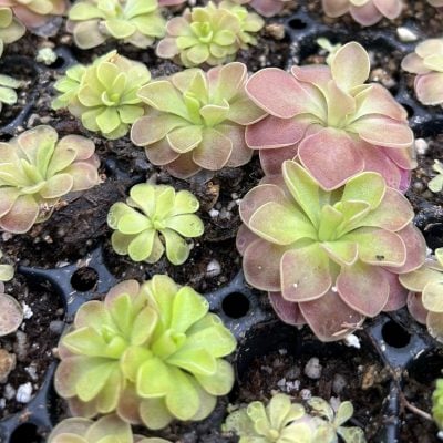 Pinguicula 'Guatemala' - Butterwort Carnivorous Plant (2" Pot)