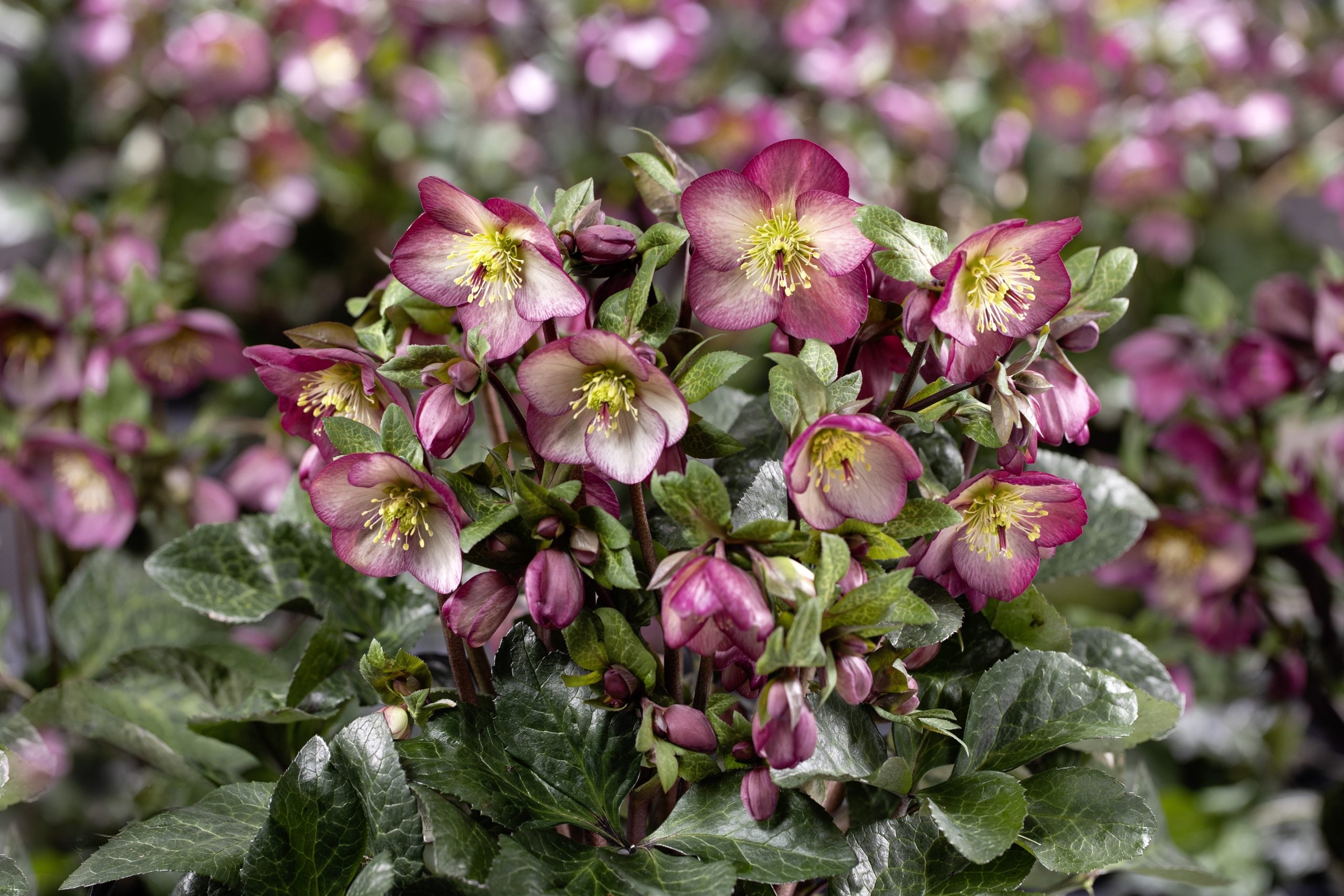 Helleborus HGC® Ice N