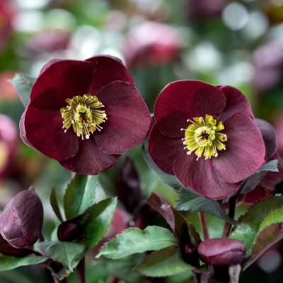 Helleborus g. Ice N' Roses® Barolo - Hellebore (1 Gallon)