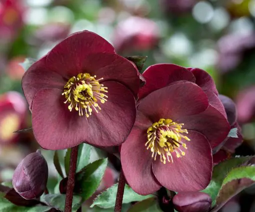 Helleborus g. Ice N' Roses® Brunello - Hellebore (1 Gallon