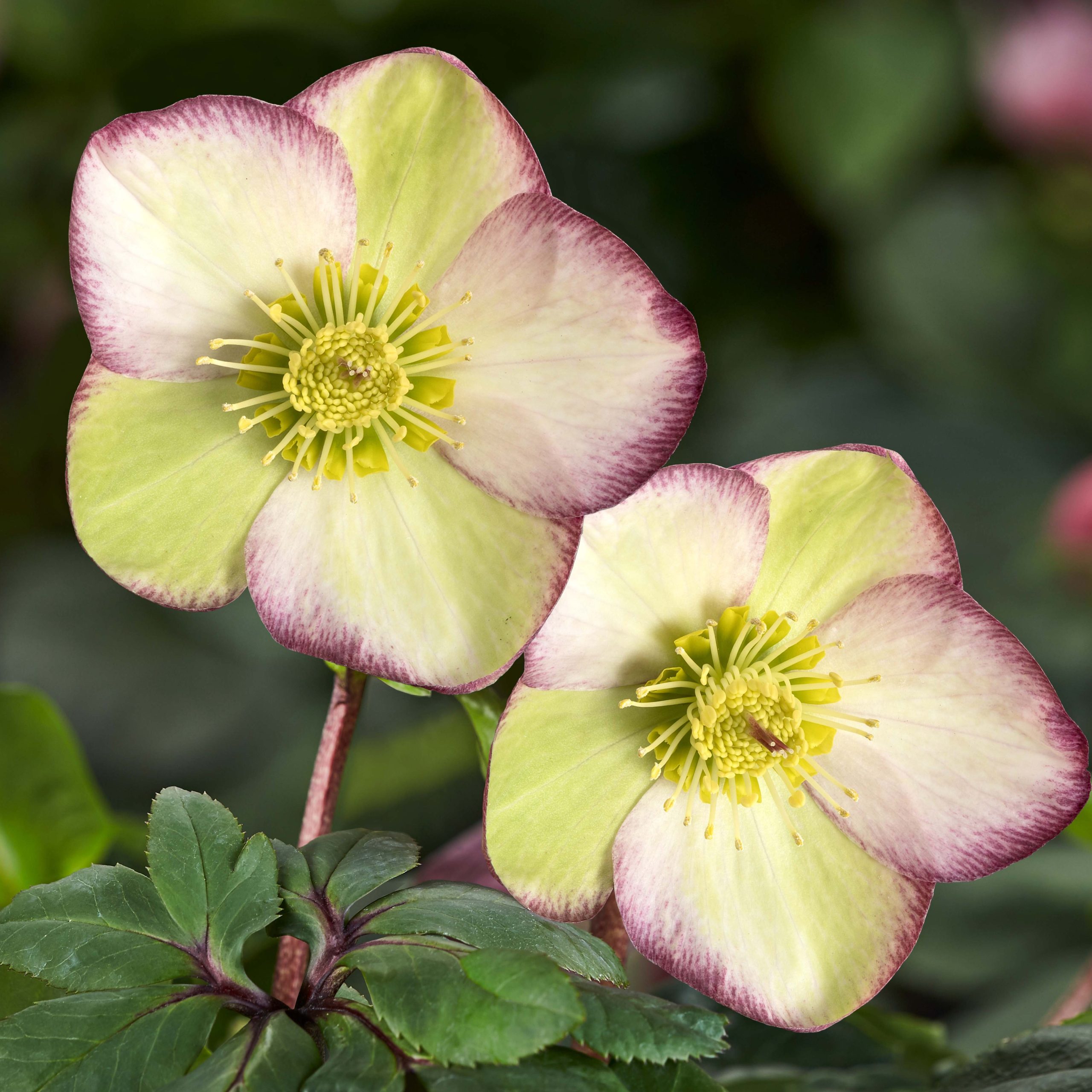 Helleborus g. Ice N' Roses® Frosted Rose - Hellebore (1 Gallon)