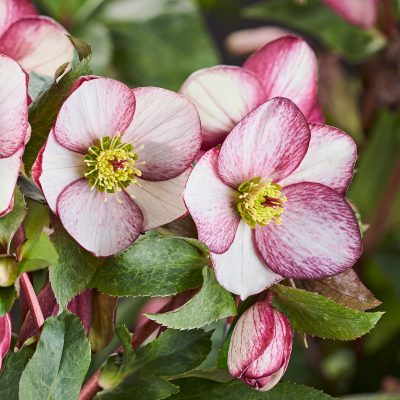 Helleborus Ice N' Roses® Rosado - Hellebore (1 Gallon)