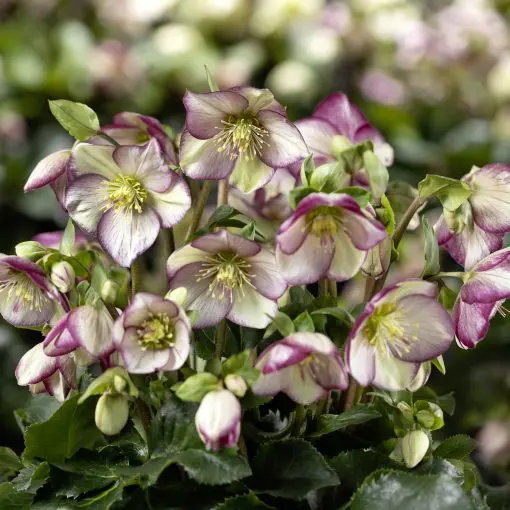 Helleborus Ice Breaker® Bonny - Hellebore (1 Gallon) | Little