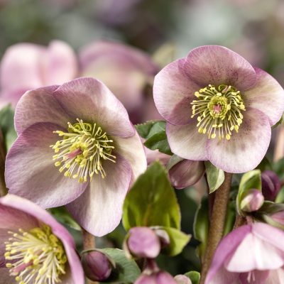 Helleborus Ice Breaker® Rosy - Hellebore (1 Gallon)