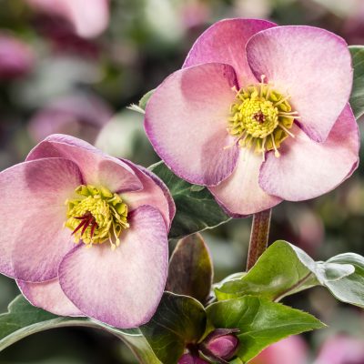 Helleborus g. Ice N' Roses® Early Rose - Hellebore (1 Gallon)