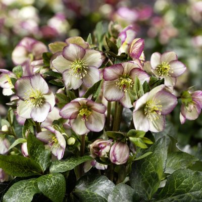 Helleborus HGC® Ice N' Roses® 'Maddy Marble' - Hellebore (1 Gallon)