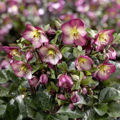 Helleborus HGC® Ice N' Roses® 'Mary Marble' - Hellebore (1 Gallon)