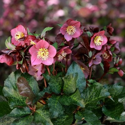 Helleborus HGC® Ice N' Roses® 'Megan Marble' - Hellebore (1 Gallon)