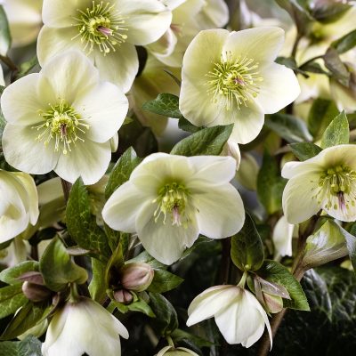 Helleborus HGC® Ice N' Roses® 'Milla Marble' - Hellebore (1 Gallon)