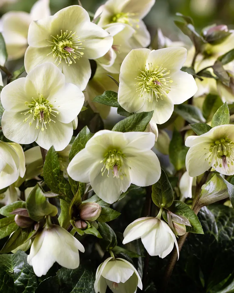 Helleborus HGC® Ice N' Roses® 'Milla Marble' - Hellebore (1 Gallon)