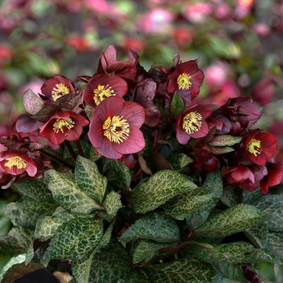 Helleborus Ice N' Roses® Mona Marble - Hellebore (1 Gallon)