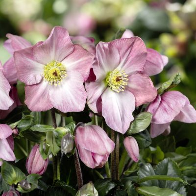 Helleborus Winter Ballet® Katie - Hellebore (1 Gallon)
