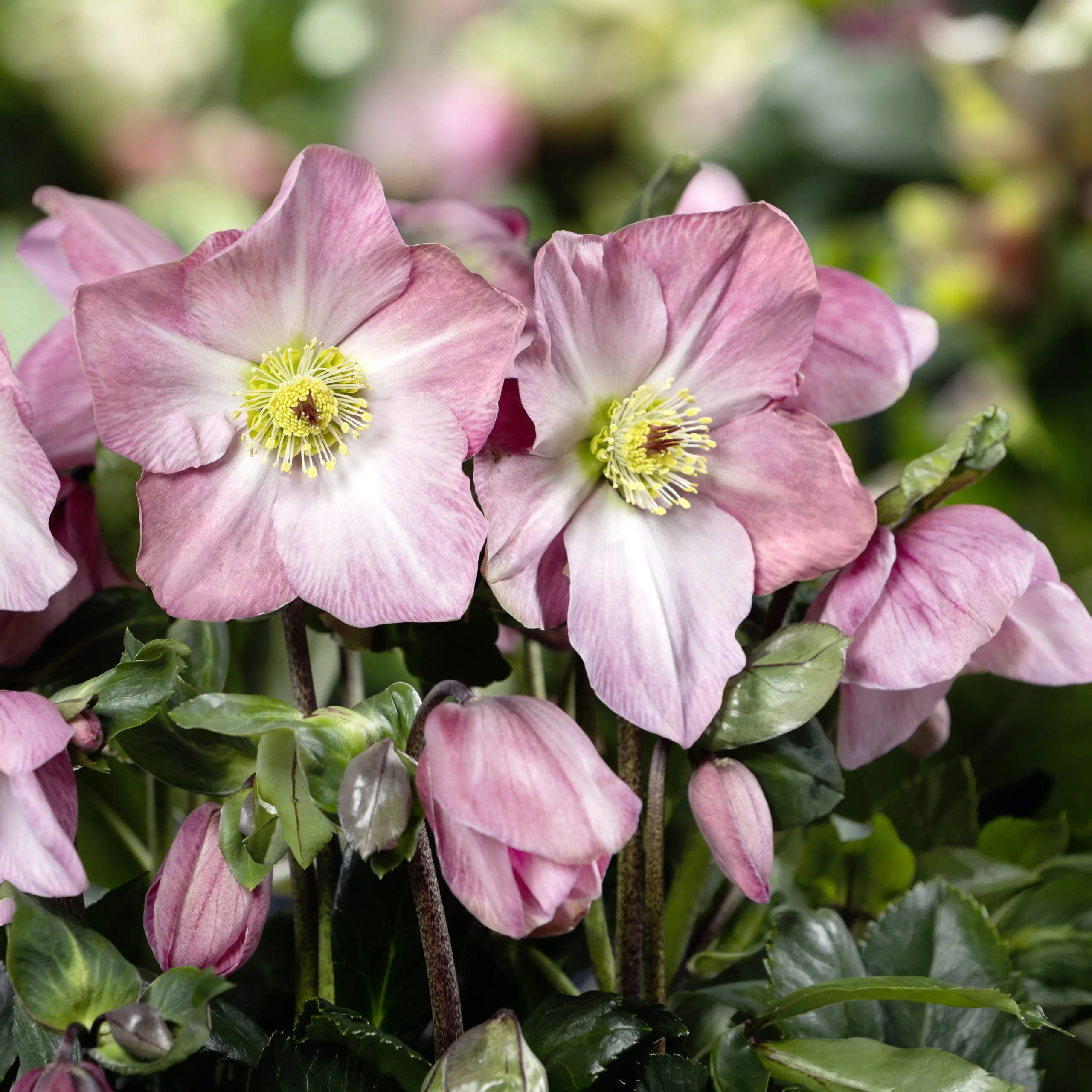 Helleborus Winter Ballet® Katie - Hellebore (1 Gallon) | Little