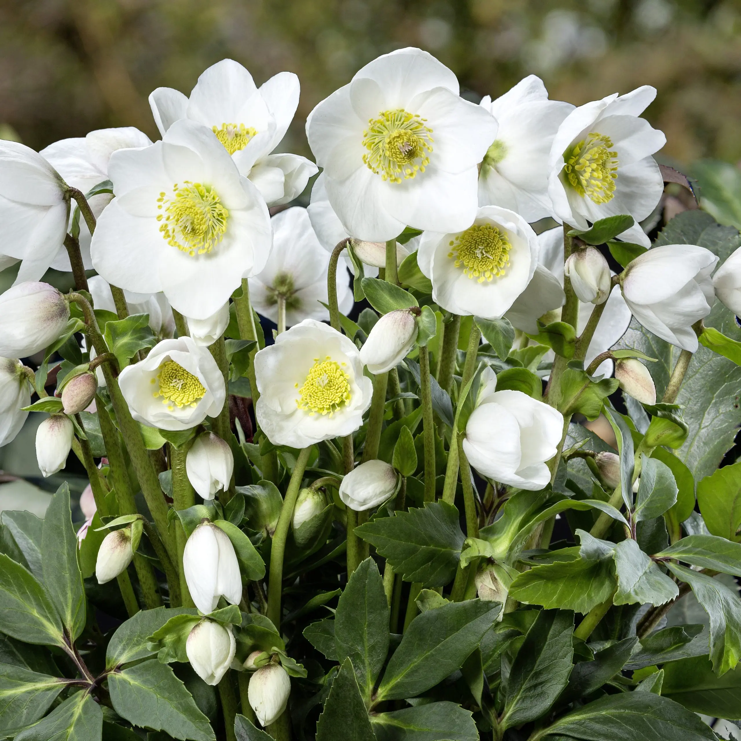 Helleborus niger HGC® Diva® - Hellebore (1 Gallon) | Little Prince