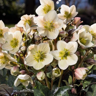 Helleborus x e. HGC® Shooting Star® - Hellebore (1 Gallon)